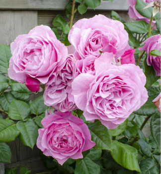 Re pnouc CRAZY IN LOVE PINK, kont. 1,6 l