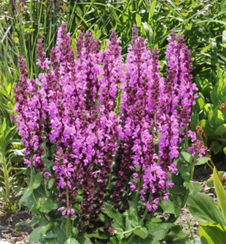 alvj hajn ROYAL MAGENTA kont. 0,5 l