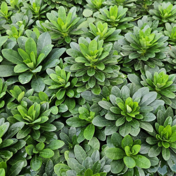 Obrzok (1)
