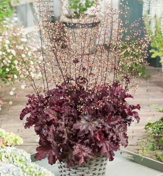 Dluicha hybridn CAN CAN  Cont. 0,5 l