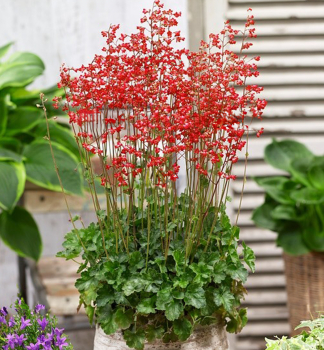 Dluicha hybridn PLUIE DE FEU  Cont. 0,5 l