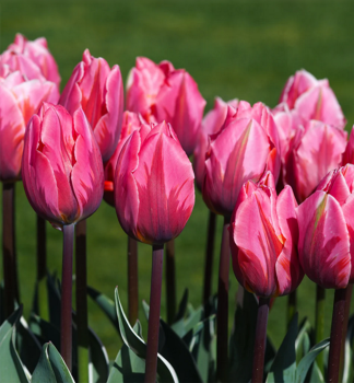 Tulipn PRETTY PRINCESS 5 ks v balen