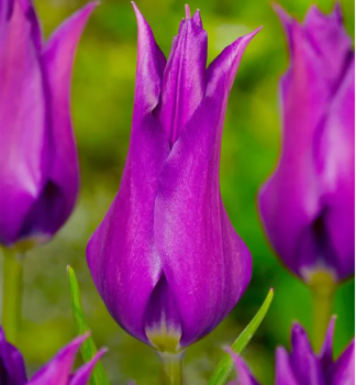 Tulipn PURPLE DREAM 5 ks v balen
