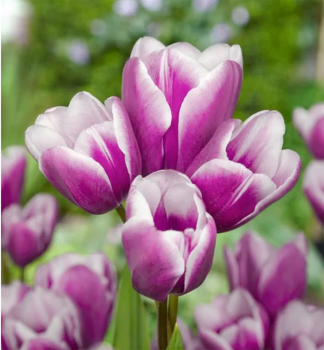 Tulipan PURPLE ELEGANCE 5 ks v balen