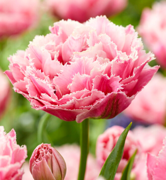 Tulipn SUGAR CRYSTAL 5 ks v balen