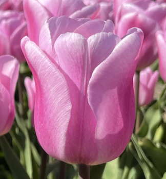 Tulipn SYNAEDA AMOR 5 ks v balen