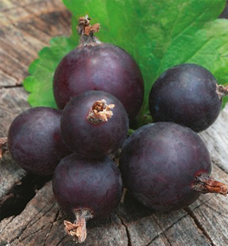 Josta (R�bez�oegre�) ke�ov� �JOGUSTO�� 40-50 cm, kont. 2 l