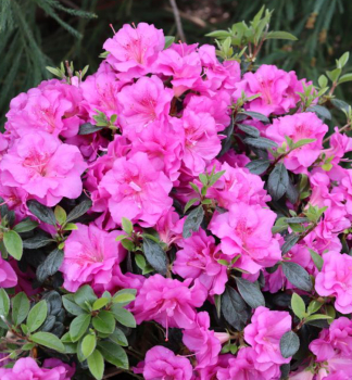 Azalka japonsk� �PERFECTO MUNDO�DOUBLE PURPLE� 20-30 cm, kont. 3 l