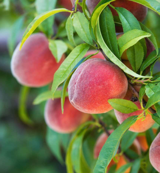 Broskvo FRUTERIA podn. Rakonieviczk, prostok.