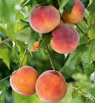 Broskvo� �FRUTERIA�� podn. Rakonieviczk�, prostok.