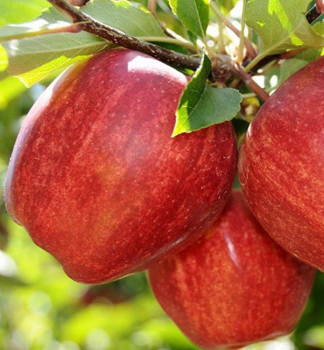 Jablo STARKING podn. M26, prostok.