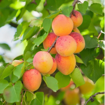 Obrázok (1) Obrázok (1)