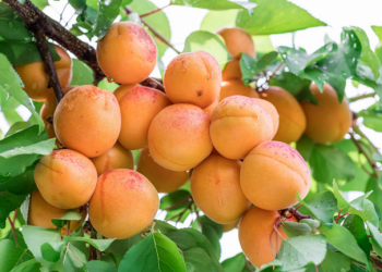 Obrázok (2) Obrázok (2)