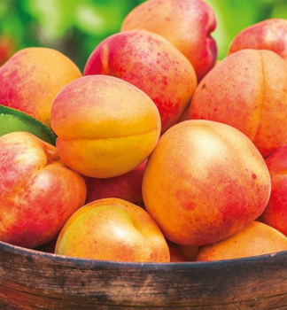 Meruka TELMA podn. myrobaln, prostok.