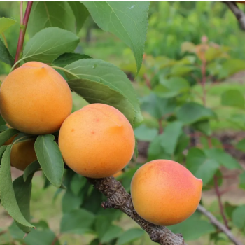 Obrázok (1) Obrázok (1)