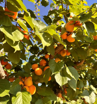 Obrázok (2) Obrázok (2)