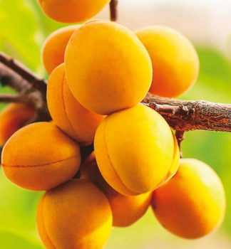 Meruka VEGAMA podn. myrobaln, prostok.