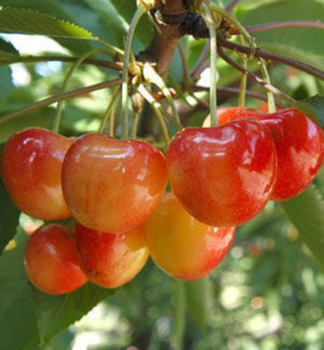 T�e�e� �VEGA� podn. Colt, prostok.