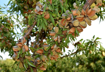 Obrázok (1) Obrázok (1)