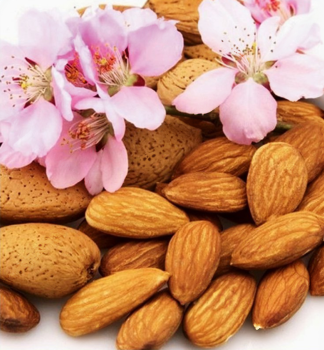 Mandlo sladkoplod NIKOL podn. semen, 140-150 cm, kont. 6 l