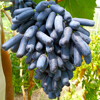 Obrázok (2) Obrázok (2)