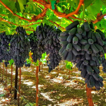 Obrázok (4) Obrázok (4)