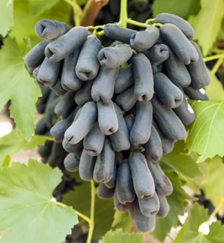 Vinn rva stoln bezsemenn rezistentn AVATAR, prostok.