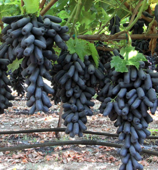 Obrázok (6) Obrázok (6)