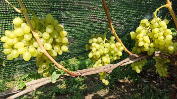 Obrázok (2) Obrázok (2)