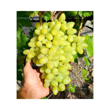 Vinn rva stoln bezsemenn rezistentn KIMI VOLODAR, prostok.