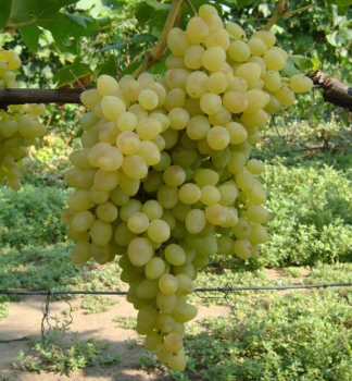 Obrázok (4) Obrázok (4)