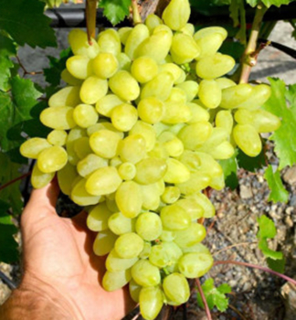 Vinn rva stoln bezsemenn rezistentn KIMI VOLODAR