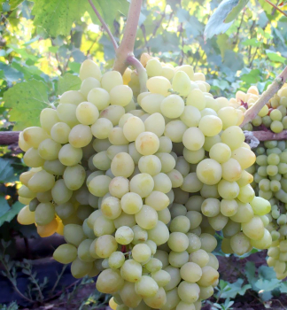 Obrázok (1) Obrázok (1)