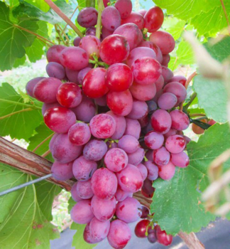 Vinn� r�va stoln� bezsemenn� rezistentn� �VELES�, zemn� bal