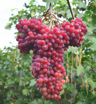 Vinn rva stoln bezsemenn rezistentn VELES, prostok.