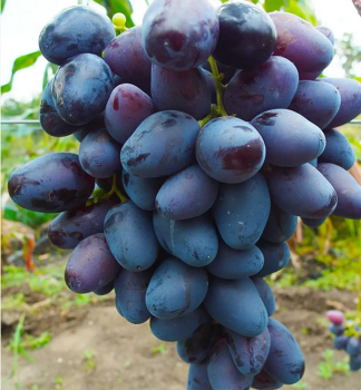 Vinn rva stoln rezistentn REMBO, prostok.