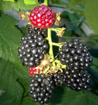 Ostruink zakrsl beztrnn BLACK DIAMOND 15-20 cm, kont. 2 l