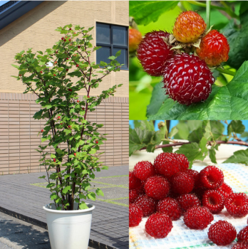 Malina erven stupovit TOWER HARA, kont. 1 l