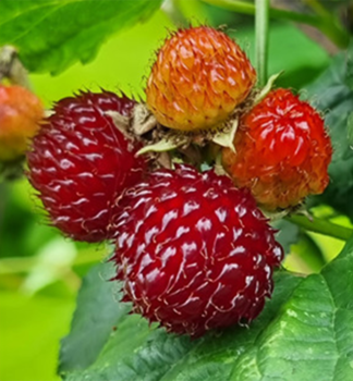 Malina erven stupovit TOWER HARA, kont. 1 l