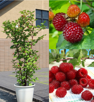 Malina �erven� stupovit� �TOWER HARA�, kont. 1 l