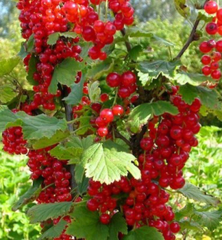 Rybz stromkov HOLANDSK ERVENݴ na kmnku 50 cm, prostok.