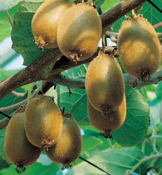 Kiwi vlkoplod BOSKOOP 70-80 cm, kont. 3 l, vyvzan