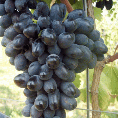 Obrzok (3)