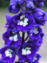 Ostroka (straka) MAGIC FOUNTAINS DARK BLUE/WHITE BEE kont. 0,5 l