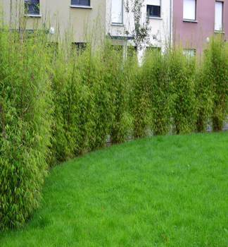 Bambus / Fargesia angustisima 50-60 cm, kont. 2,5 l