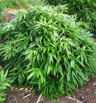 Bambus zakrslý / Pleioblastus pumilis, kont. 0,5 l