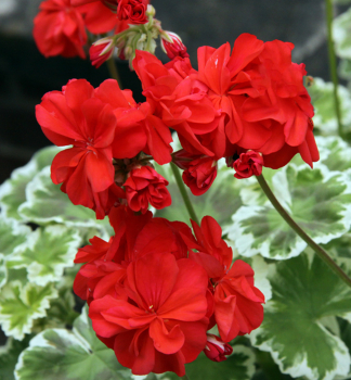 Pelargonie vzpmen PELGARDINIWILHELM LANGGUTH, kont. 0,3 l