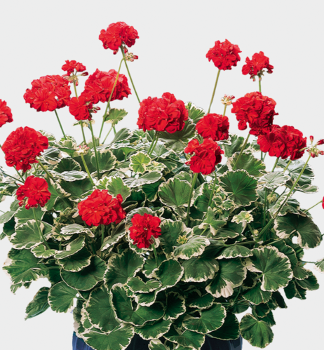 Pelargonie vzpmen PELGARDINIWILHELM LANGGUTH, kont. 0,3 l