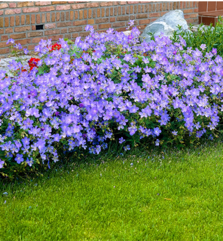 Kakost �JOHNSON�S BLUE� kont. 0,5 l