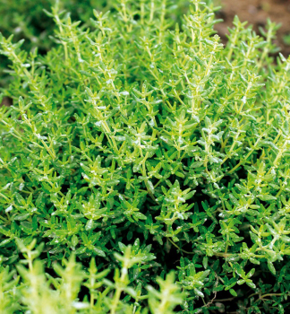 Tymi�n obecn� �FREDO� kont. 1 l